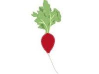 een radijs